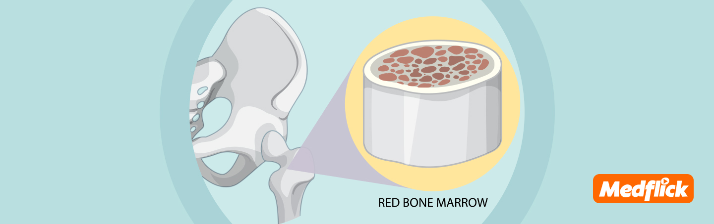 Bone Marrow Transplant in India: Best Hospitals, Costs & Top Doctors